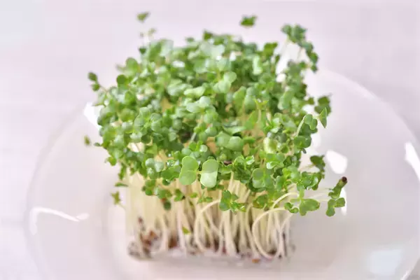 【青髪のテツ】ブロッコリースプラウトは「刻んで放置」が正解！話題の栄養成分を最大限に引き出す裏ワザ