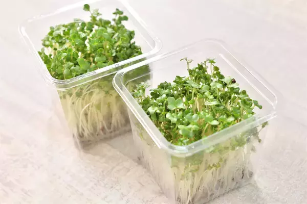 「【青髪のテツ】ブロッコリースプラウトは「刻んで放置」が正解！話題の栄養成分を最大限に引き出す裏ワザ」の画像