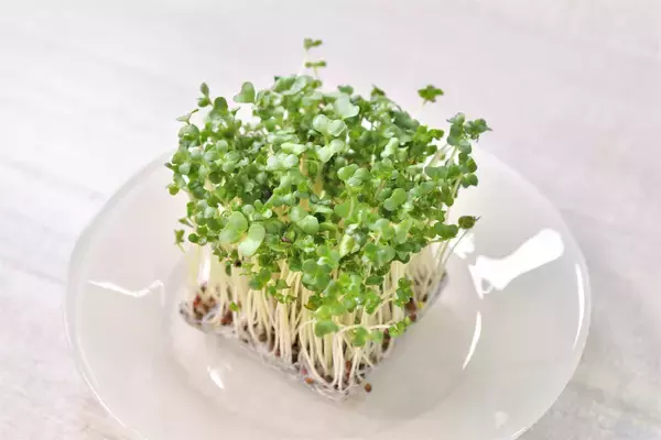 「【青髪のテツ】ブロッコリースプラウトは「刻んで放置」が正解！話題の栄養成分を最大限に引き出す裏ワザ」の画像