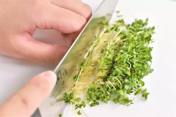 「【青髪のテツ】ブロッコリースプラウトは「刻んで放置」が正解！話題の栄養成分を最大限に引き出す裏ワザ」の画像