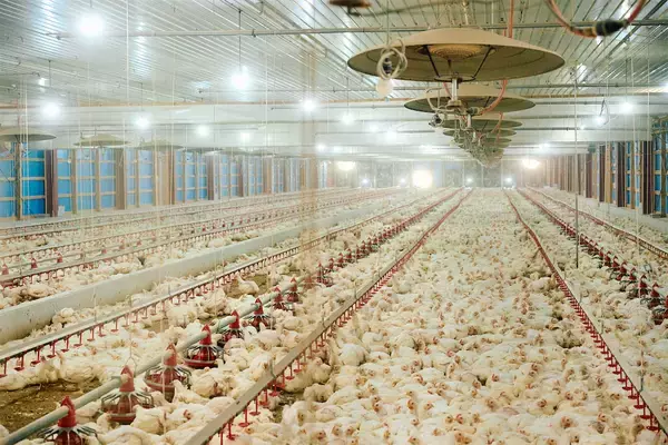 「【田園日記～農と人の物語～ Vol.32】志は高く、養鶏を生業に地域と歩む」の画像