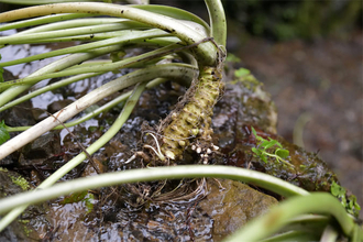 【収穫ツアー体験ルポ】東京の山奥でわさび収穫!?ハイキングがてら「奥多摩わさびツアー」行ってきた！