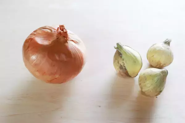 「出会えたらラッキーな幻の「ミニミニ玉ねぎ」でカレー作ってみた！丸ごとゴロンで食べ応え◎【農家直伝】」の画像