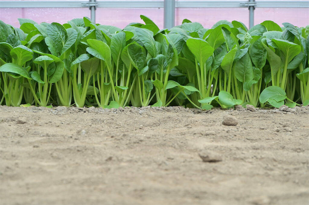 【生産者インタビュー】小松菜ってじつは伝統野菜なの⁉発祥の地・東京都江戸川区で栽培に励む農家に密着！