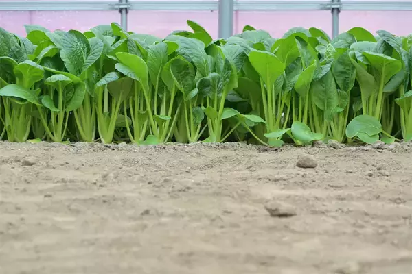 「【生産者インタビュー】小松菜ってじつは伝統野菜なの⁉発祥の地・東京都江戸川区で栽培に励む農家に密着！」の画像