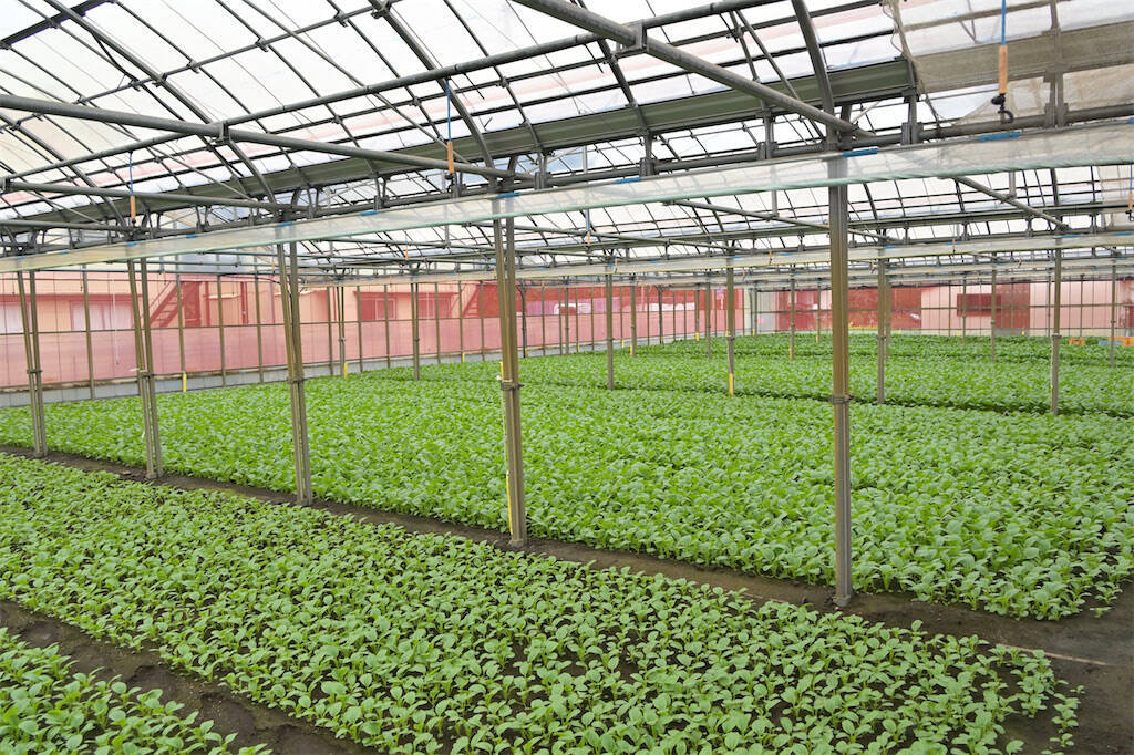 【生産者インタビュー】小松菜ってじつは伝統野菜なの⁉発祥の地・東京都江戸川区で栽培に励む農家に密着！