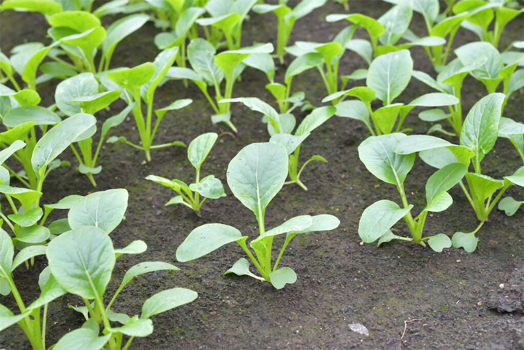 【生産者インタビュー】小松菜ってじつは伝統野菜なの⁉発祥の地・東京都江戸川区で栽培に励む農家に密着！