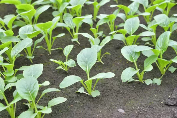 「【生産者インタビュー】小松菜ってじつは伝統野菜なの⁉発祥の地・東京都江戸川区で栽培に励む農家に密着！」の画像