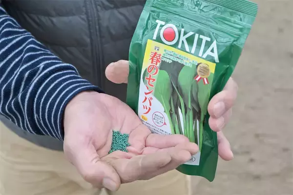 「【生産者インタビュー】小松菜ってじつは伝統野菜なの⁉発祥の地・東京都江戸川区で栽培に励む農家に密着！」の画像