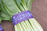 「【生産者インタビュー】小松菜ってじつは伝統野菜なの⁉発祥の地・東京都江戸川区で栽培に励む農家に密着！」の画像2