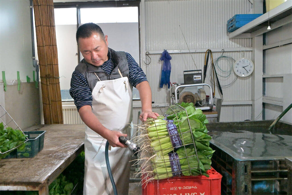 【生産者インタビュー】小松菜ってじつは伝統野菜なの⁉発祥の地・東京都江戸川区で栽培に励む農家に密着！