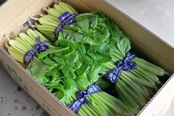 「【生産者インタビュー】小松菜ってじつは伝統野菜なの⁉発祥の地・東京都江戸川区で栽培に励む農家に密着！」の画像