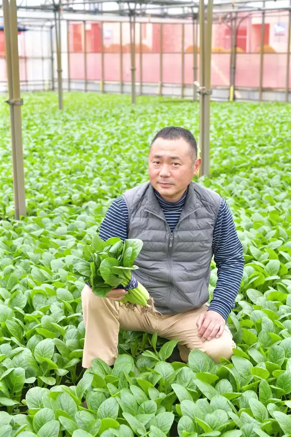 「【生産者インタビュー】小松菜ってじつは伝統野菜なの⁉発祥の地・東京都江戸川区で栽培に励む農家に密着！」の画像