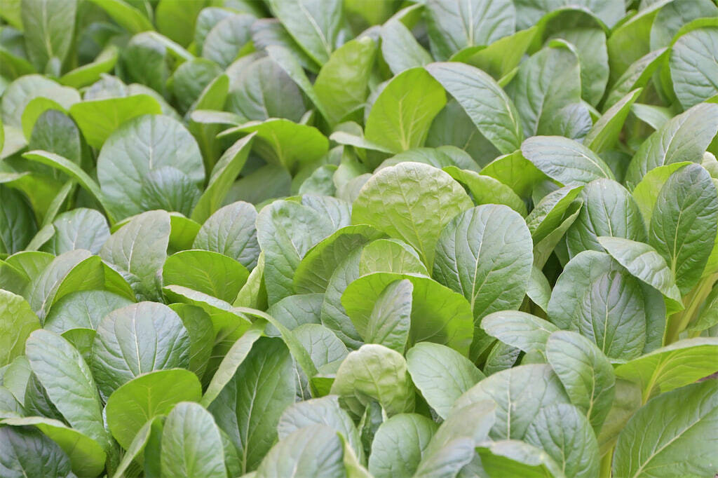【生産者インタビュー】小松菜ってじつは伝統野菜なの⁉発祥の地・東京都江戸川区で栽培に励む農家に密着！