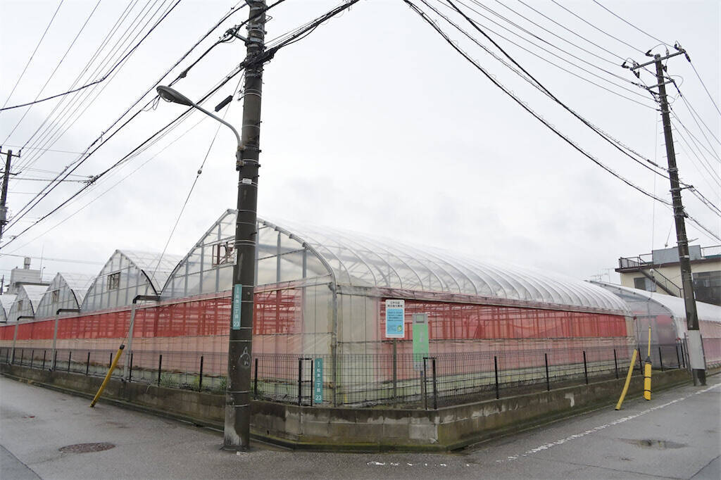 【生産者インタビュー】小松菜ってじつは伝統野菜なの⁉発祥の地・東京都江戸川区で栽培に励む農家に密着！