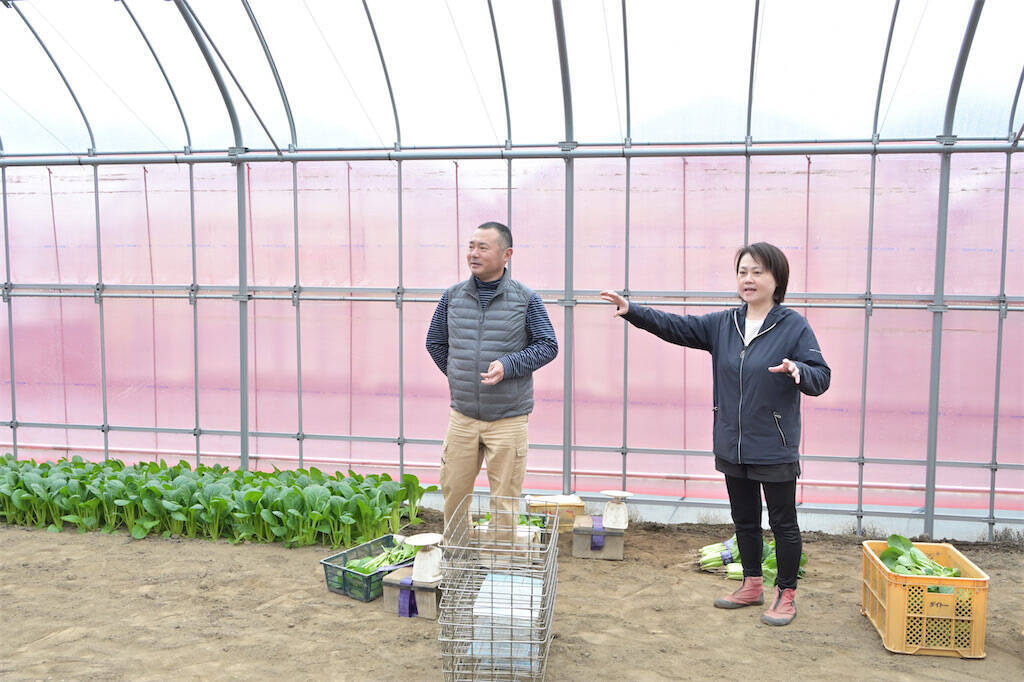 【生産者インタビュー】小松菜ってじつは伝統野菜なの⁉発祥の地・東京都江戸川区で栽培に励む農家に密着！