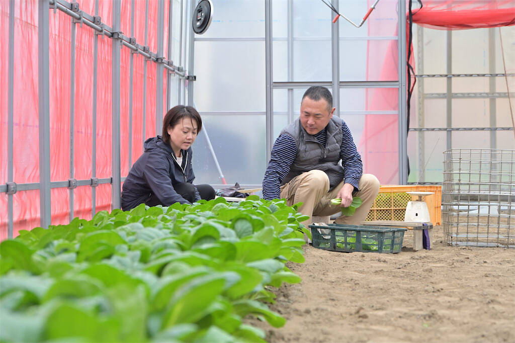 【生産者インタビュー】小松菜ってじつは伝統野菜なの⁉発祥の地・東京都江戸川区で栽培に励む農家に密着！