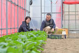 「【生産者インタビュー】小松菜ってじつは伝統野菜なの⁉発祥の地・東京都江戸川区で栽培に励む農家に密着！」の画像7
