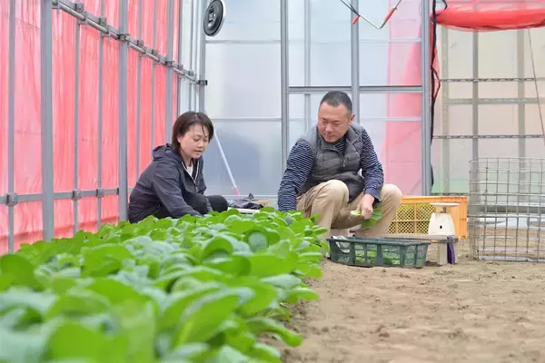 「【生産者インタビュー】小松菜ってじつは伝統野菜なの⁉発祥の地・東京都江戸川区で栽培に励む農家に密着！」の画像
