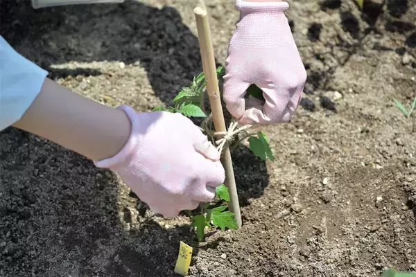 「農作業に初参戦！「にちにち農ガール」の野菜作り・体験レポ【その5：本支柱立て&トマトの芽かき編】」の画像