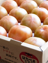 【田園日記～農と人の物語～ Vol.37】ミネラル豊富な干拓地で実る「はちべえトマト」