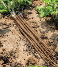 【田園日記～農と人の物語～ Vol.20】砂地ですくすく育つ、白くて甘～い「連島ごぼう」