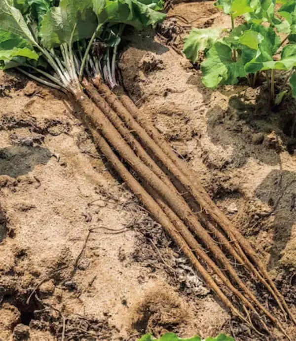 【田園日記～農と人の物語～ Vol.20】砂地ですくすく育つ、白くて甘～い「連島ごぼう」