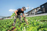 「【田園日記～農と人の物語～ Vol.20】砂地ですくすく育つ、白くて甘～い「連島ごぼう」」の画像2