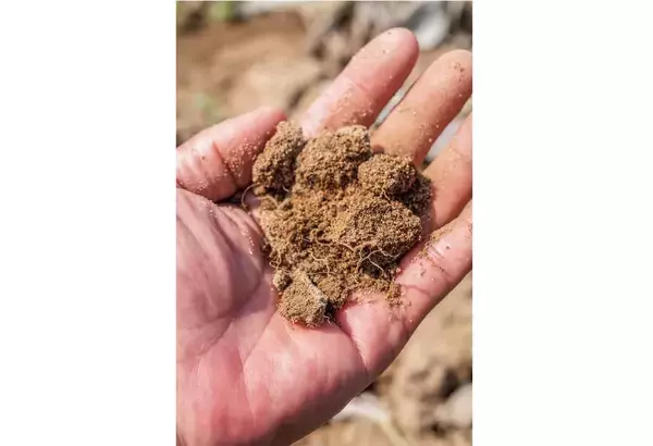 「【田園日記～農と人の物語～ Vol.20】砂地ですくすく育つ、白くて甘～い「連島ごぼう」」の画像