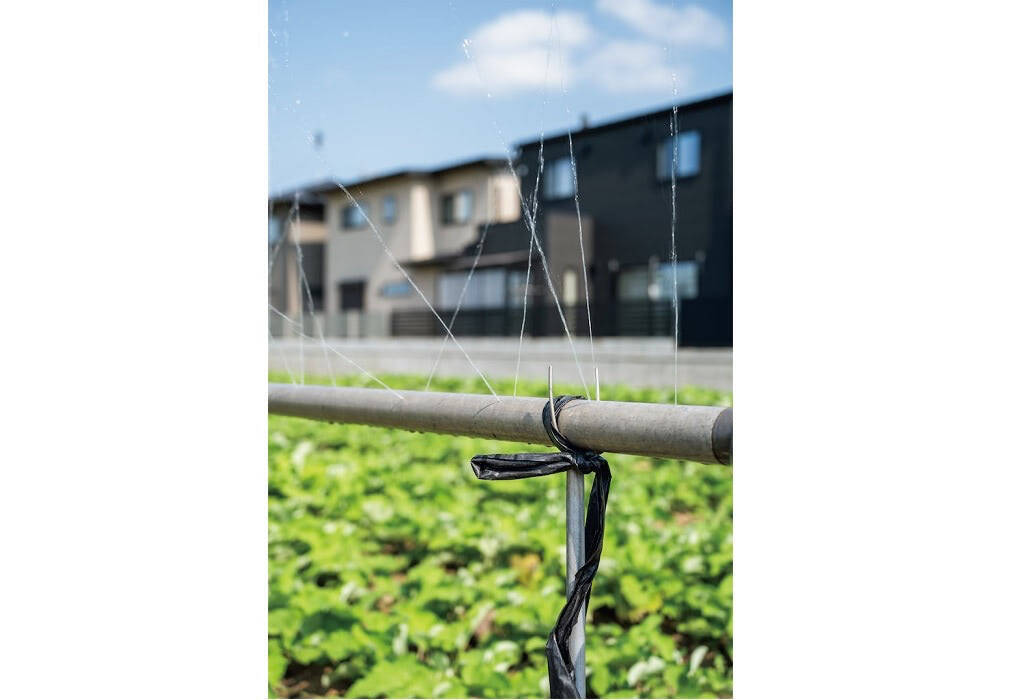 【田園日記～農と人の物語～ Vol.20】砂地ですくすく育つ、白くて甘～い「連島ごぼう」