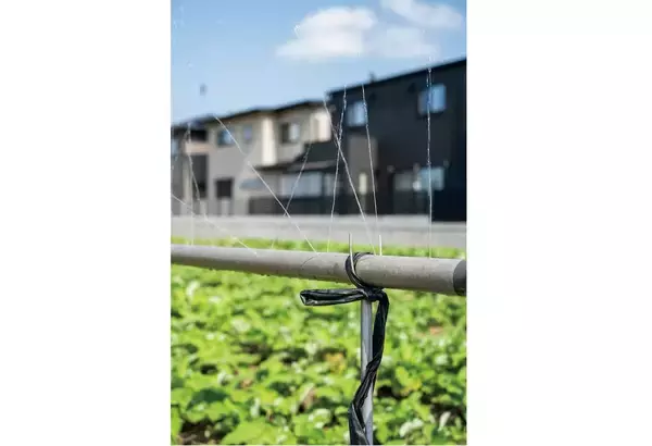 「【田園日記～農と人の物語～ Vol.20】砂地ですくすく育つ、白くて甘～い「連島ごぼう」」の画像