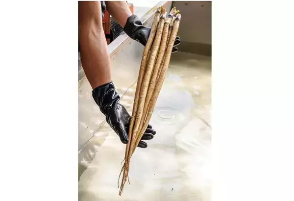 「【田園日記～農と人の物語～ Vol.20】砂地ですくすく育つ、白くて甘～い「連島ごぼう」」の画像