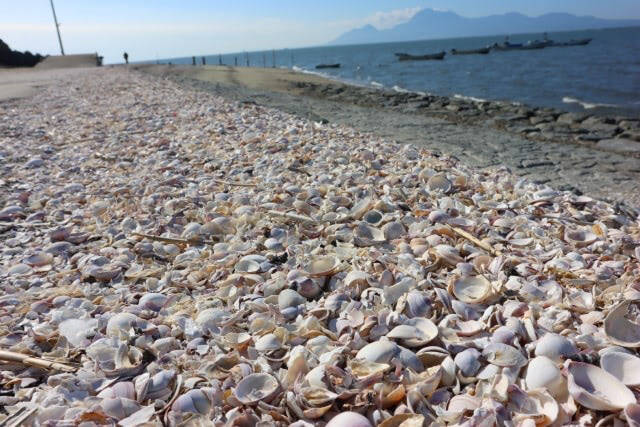 「熊本産アサリ」が外国産だった！なぜこんなことが起きたの？国産の見分け方は？【偽装問題の詳細】