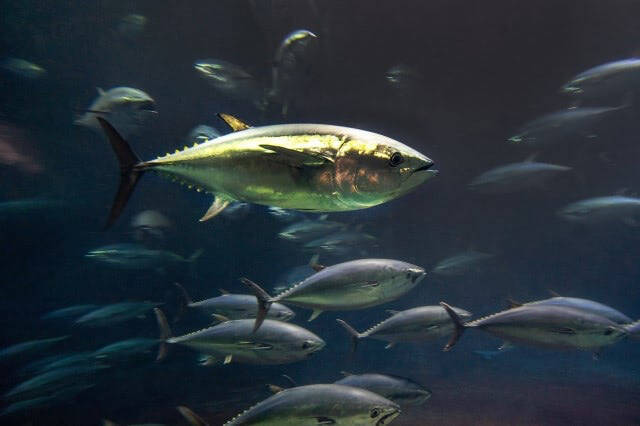 「熊本産アサリ」が外国産だった！なぜこんなことが起きたの？国産の見分け方は？【偽装問題の詳細】