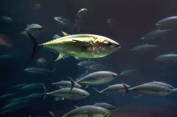 「「熊本産アサリ」が外国産だった！なぜこんなことが起きたの？国産の見分け方は？【偽装問題の詳細】」の画像