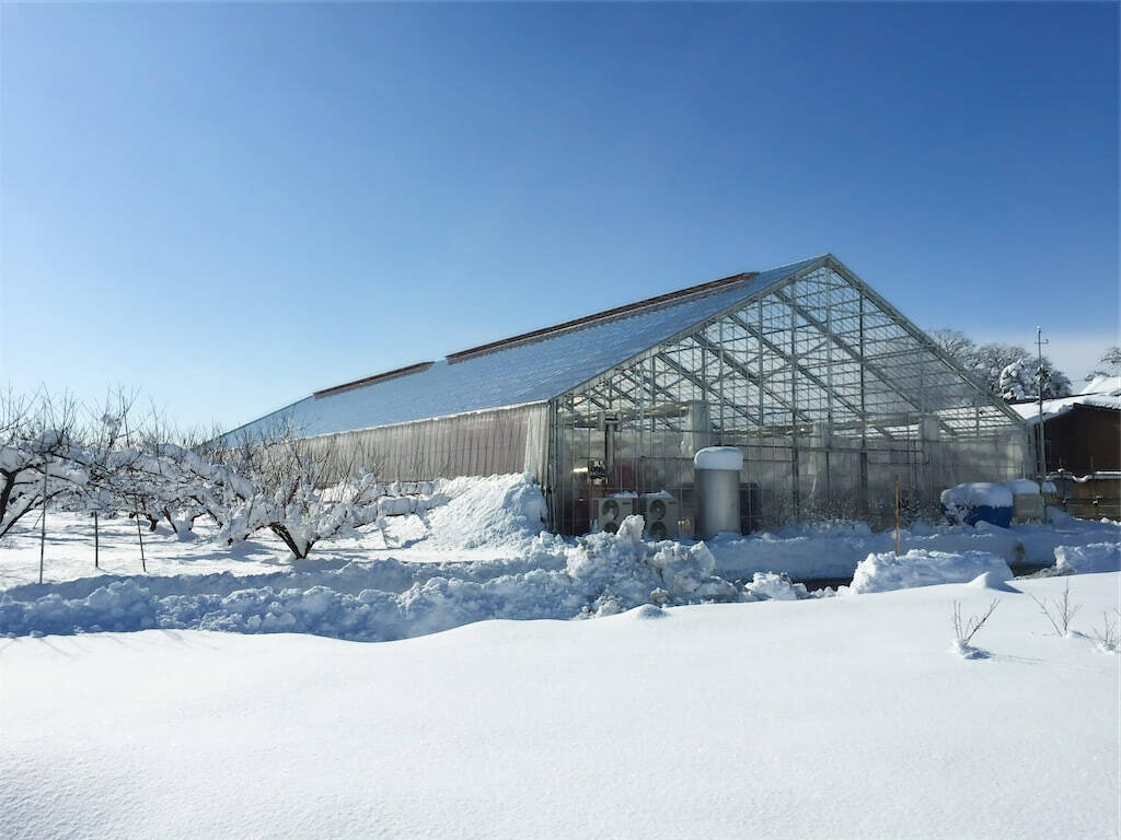 【生産者インタビュー】ビジュアル系バンドから農家に転身!?希少な国産アボカドを雪国で栽培するワケとは？