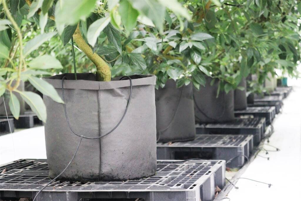 【生産者インタビュー】ビジュアル系バンドから農家に転身!?希少な国産アボカドを雪国で栽培するワケとは？