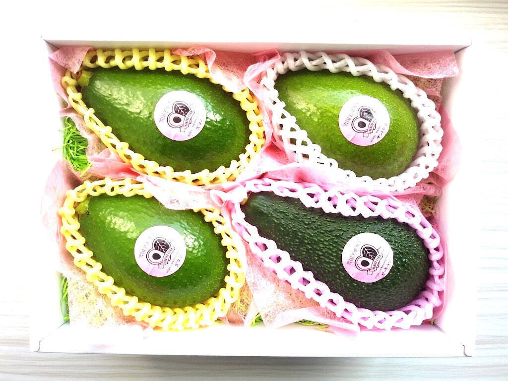 【生産者インタビュー】ビジュアル系バンドから農家に転身!?希少な国産アボカドを雪国で栽培するワケとは？