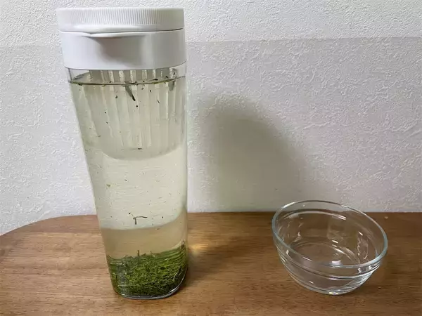 「【老舗お茶屋考案】今が旬♪「新茶」を急須ナシでおいしく淹れる方法は…「え、キッチンペーパーで⁉」冷茶もOK！」の画像