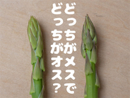 【野菜クイズ】「アスパラってオスとメスがあるってご存じ？」え、性別によって味が違うって⁉【青髪のテツ】
