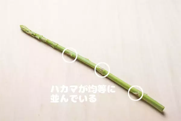 「【野菜クイズ】「アスパラってオスとメスがあるってご存じ？」え、性別によって味が違うって⁉【青髪のテツ】」の画像