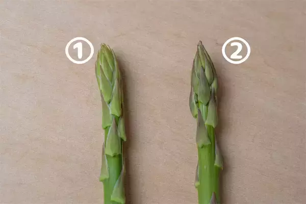 「【野菜クイズ】「アスパラってオスとメスがあるってご存じ？」え、性別によって味が違うって⁉【青髪のテツ】」の画像