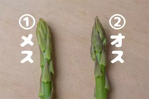 「【野菜クイズ】「アスパラってオスとメスがあるってご存じ？」え、性別によって味が違うって⁉【青髪のテツ】」の画像