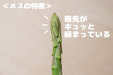 「【野菜クイズ】「アスパラってオスとメスがあるってご存じ？」え、性別によって味が違うって⁉【青髪のテツ】」の画像4