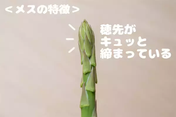 「【野菜クイズ】「アスパラってオスとメスがあるってご存じ？」え、性別によって味が違うって⁉【青髪のテツ】」の画像