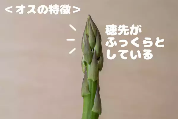 「【野菜クイズ】「アスパラってオスとメスがあるってご存じ？」え、性別によって味が違うって⁉【青髪のテツ】」の画像