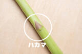 「【野菜クイズ】「アスパラってオスとメスがあるってご存じ？」え、性別によって味が違うって⁉【青髪のテツ】」の画像9
