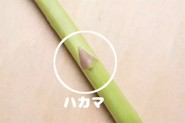 「【野菜クイズ】「アスパラってオスとメスがあるってご存じ？」え、性別によって味が違うって⁉【青髪のテツ】」の画像