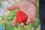 「【いちごの選び方！農家直伝】きれいな形のものより、ゴツゴツ台形の“コワオモテいちご”が甘～いって本当⁉」の画像1