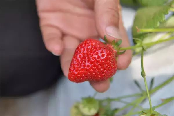 「【いちごの選び方！農家直伝】きれいな形のものより、ゴツゴツ台形の“コワオモテいちご”が甘～いって本当⁉」の画像